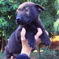 G-13 20 1050-morgo