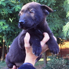 G-13 20 1050-morgo