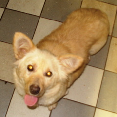 G-13 3 corgi