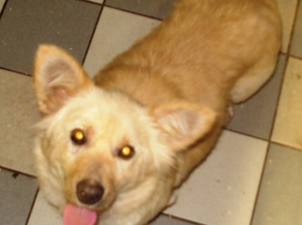 G-13 3 corgi