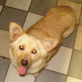 G-13_3_corgi.jpg