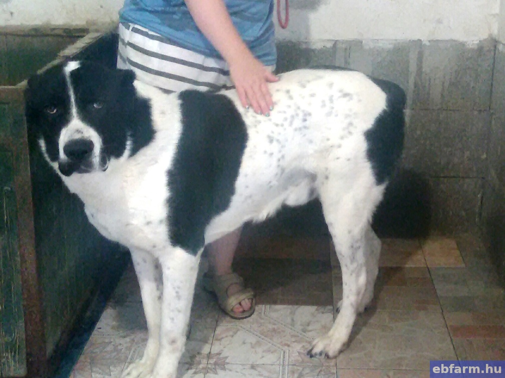 Baxter (Boci)