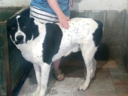Baxter (Boci)