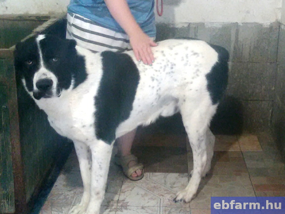 Baxter (Boci)