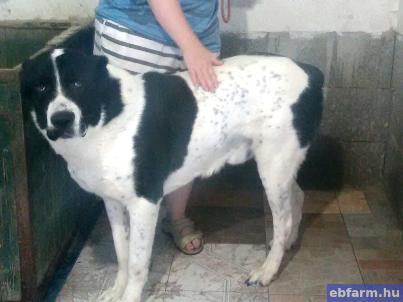 Baxter (Boci)