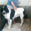 baxter--boci-.jpg