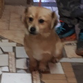Ollie