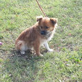 Martin 