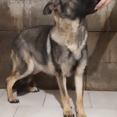 Nala