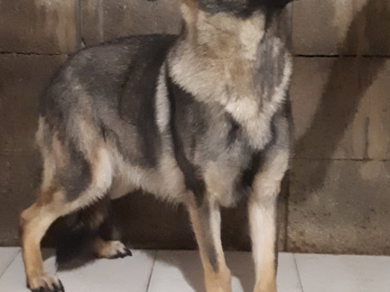 Nala