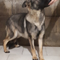 nala.jpg
