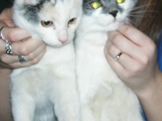 CiCAK