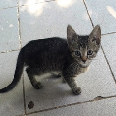 CICA-MICA