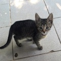 20190723_cica-mica1.jpeg