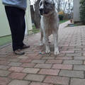 Oleg