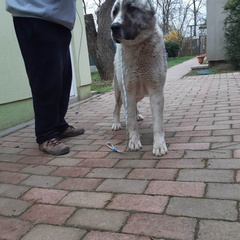 Oleg