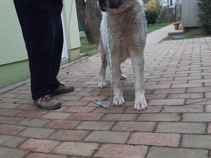 Oleg
