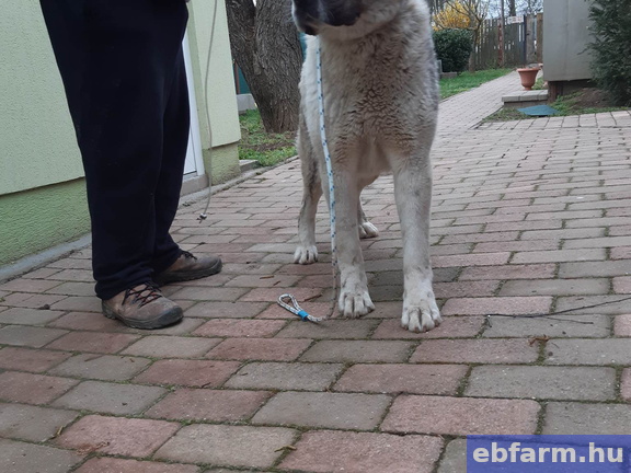 Oleg