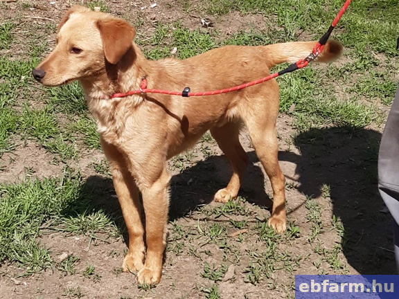 Ofra