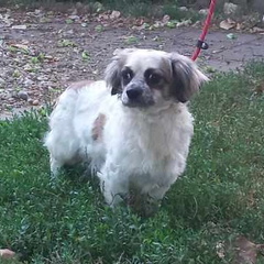 Pepita 