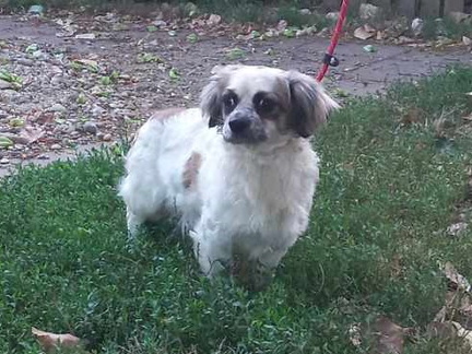 Pepita 