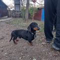 Padló
