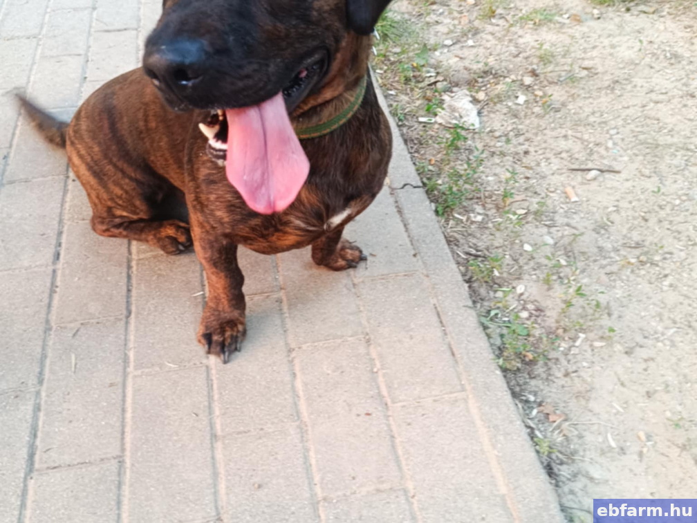 Axel