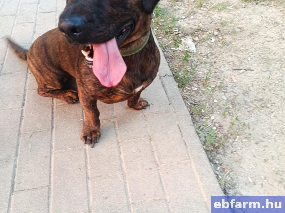 Axel