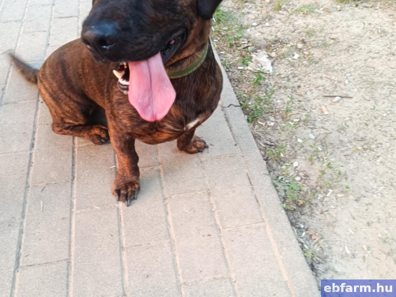 Axel