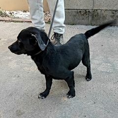 Szotyi