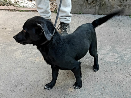 Szotyi