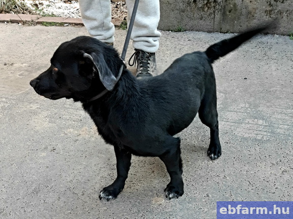 Szotyi