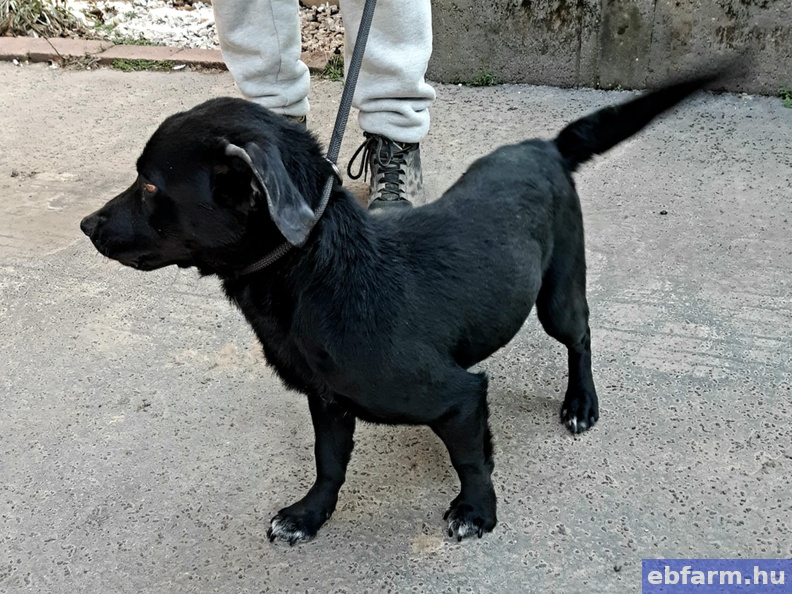 Szotyi