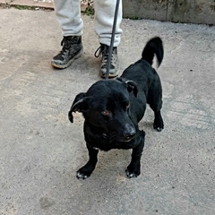 Szuzy