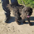 Hippi