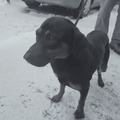 Leon