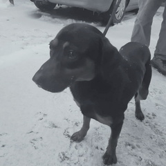 Leon