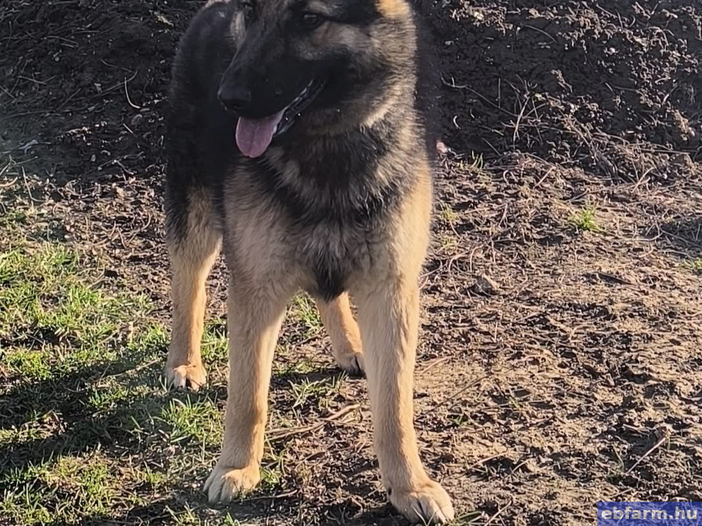 Layla