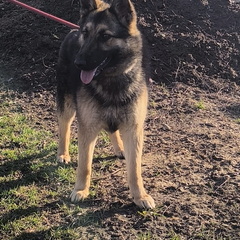 Layla