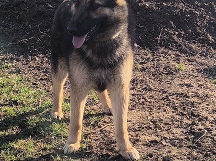 Layla